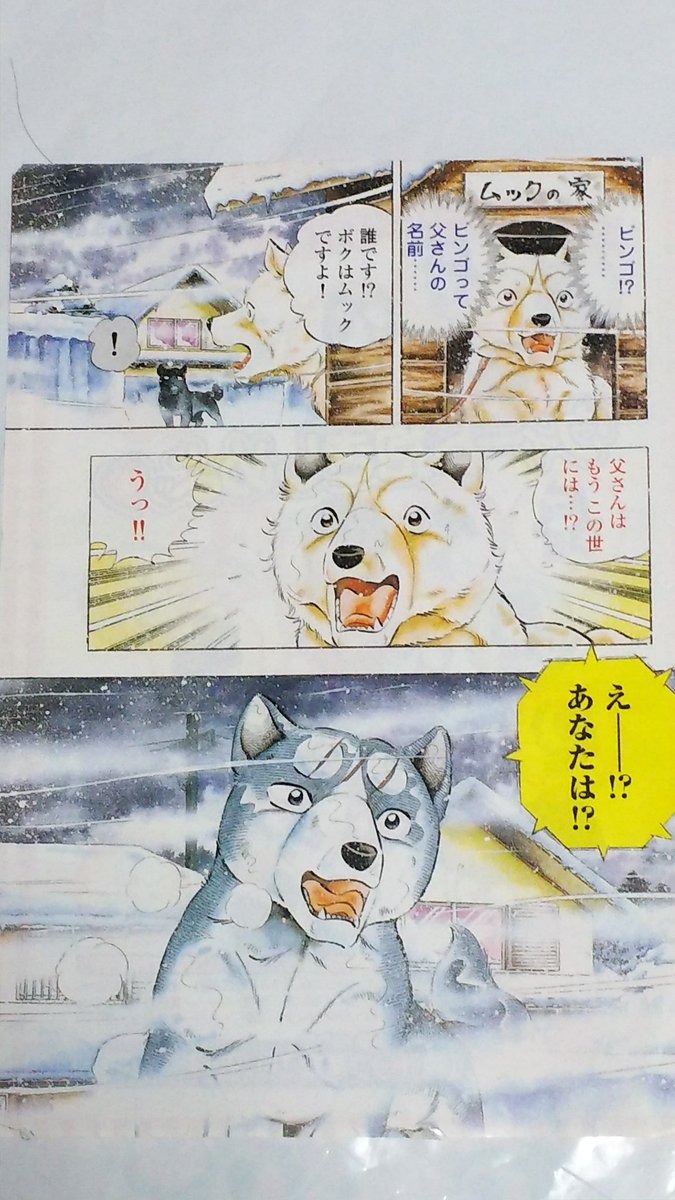 銀牙伝説WEED #銀牙流れ星銀 #銀牙 銀牙伝説WEED❗️😃 第203話の