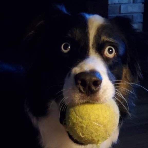 Mojo is ready to do his part on day three of #OLCIdeate #OLCToday joining other #olcpets😍