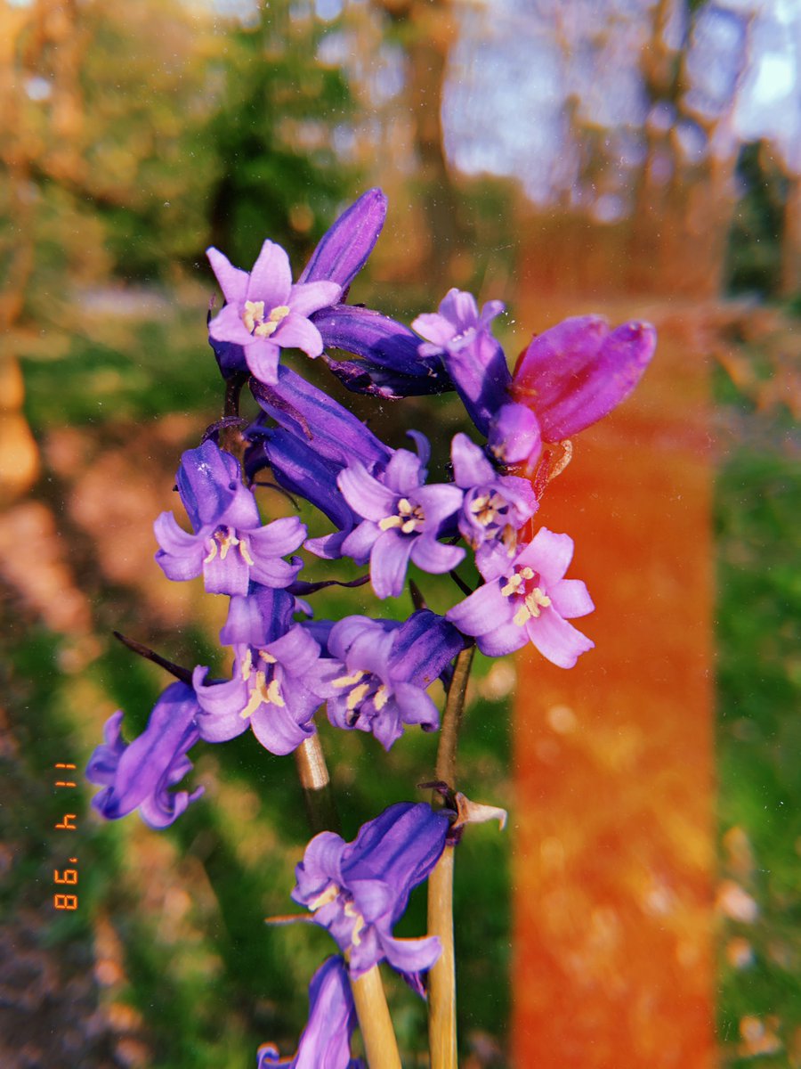 ElizabethXeffy's tweet photo. Bluebells have appeared https://t.co/UsSWkrJPiU