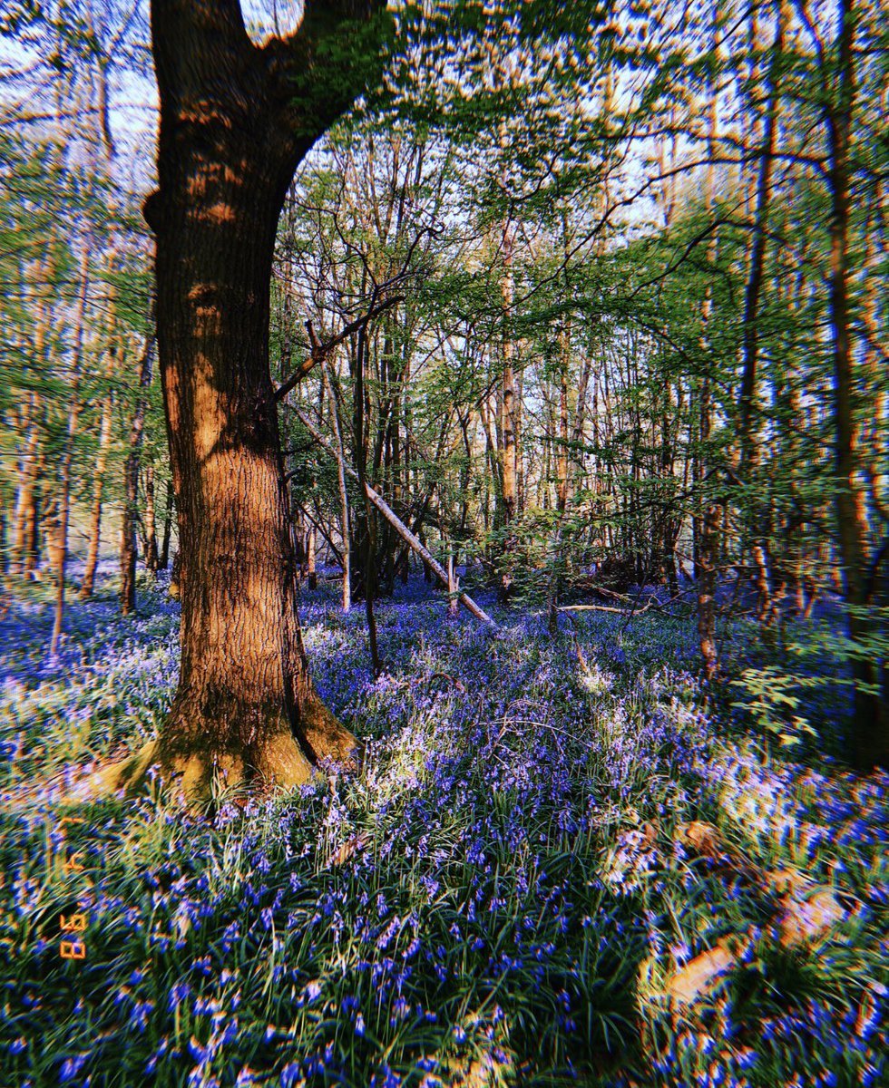 ElizabethXeffy's tweet photo. Bluebells have appeared https://t.co/UsSWkrJPiU