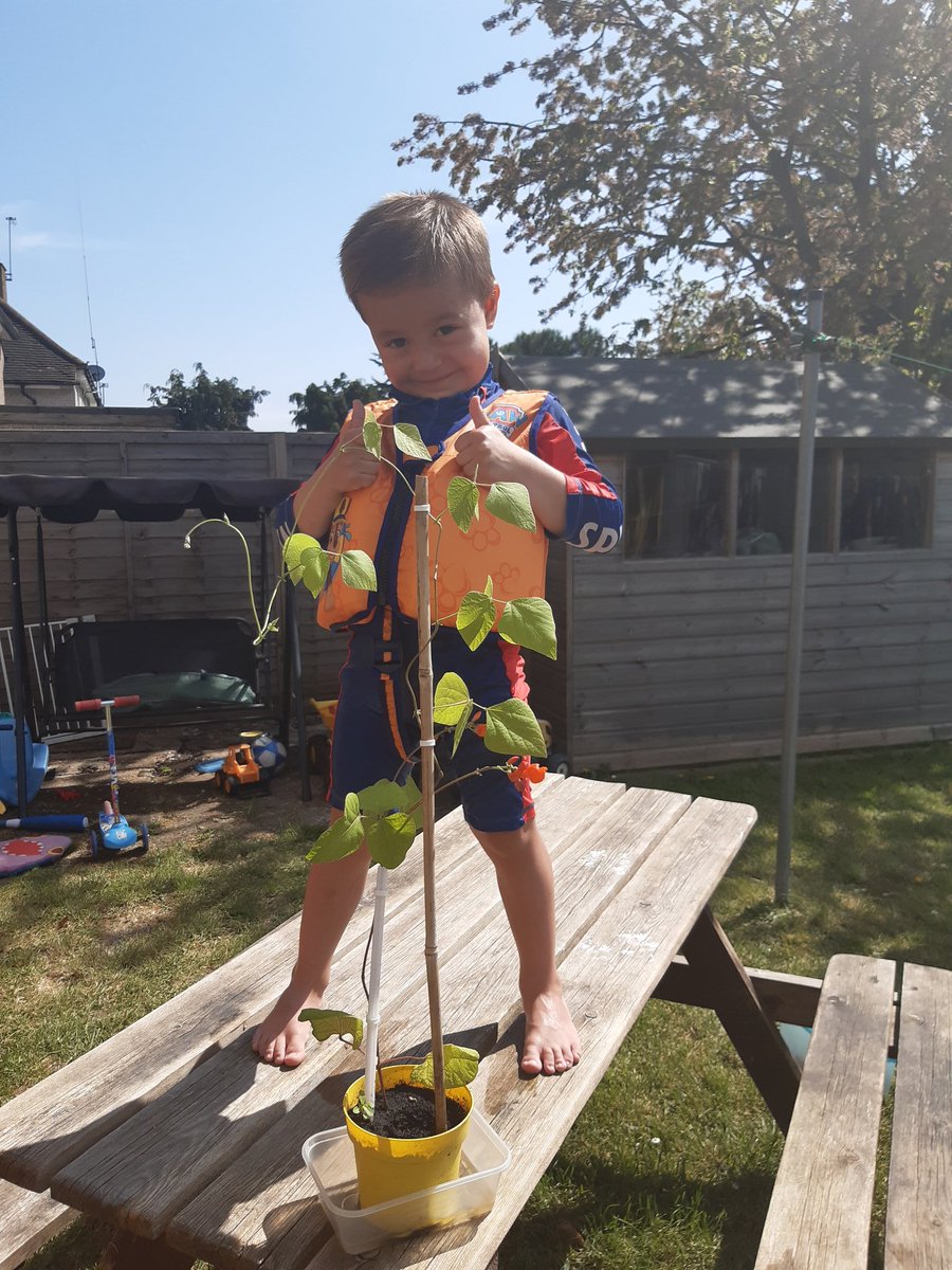 bethanyblake7's tweet photo. @MapleCrossJMI I think Roman has nearly reached the giant he is very good at watering his beanstalk and is very excited for you to see @MrsScourfield4  @miss_stickley . https://t.co/18WzrCguYk