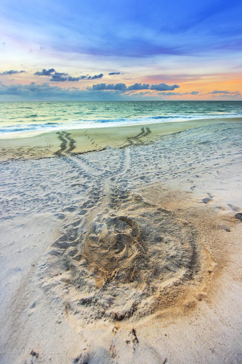 joejrpix's tweet photo. #seaturtlenest #loggerheadnest #seaturtle #nature #firstlight #verobeach @nature_org @natureslover_s #thursday https://t.co/dH9st6tEPa