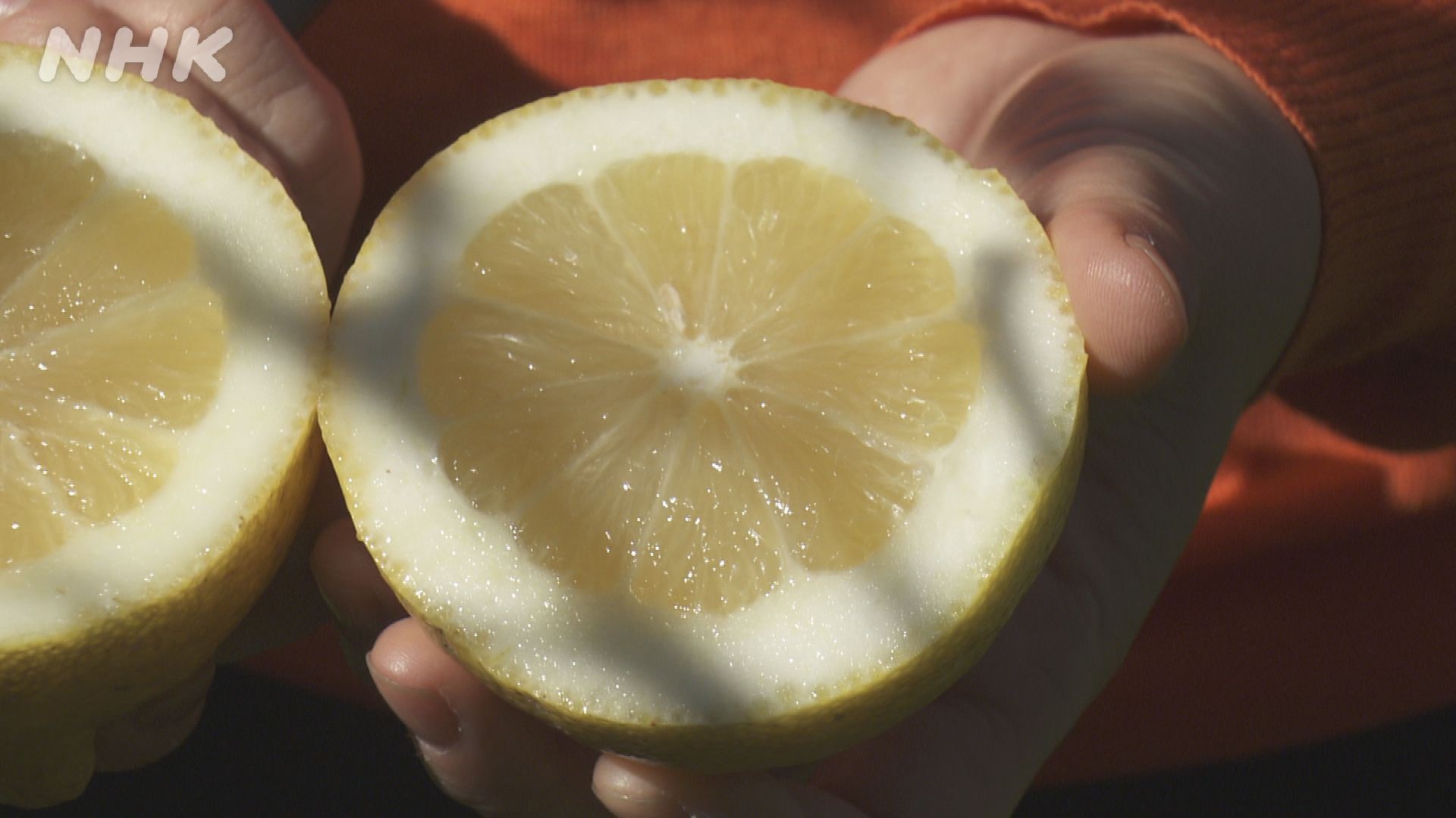 せかほし あと30分で せかほし の時間です イタリア最果ての島のレモン こんなに肉厚 皮ごと食べられる ほど甘くてジューシー この希少なレモンをつかった 絶品アイテムを探す旅へ 今夜も癒やしのひとときをお届けします T Co