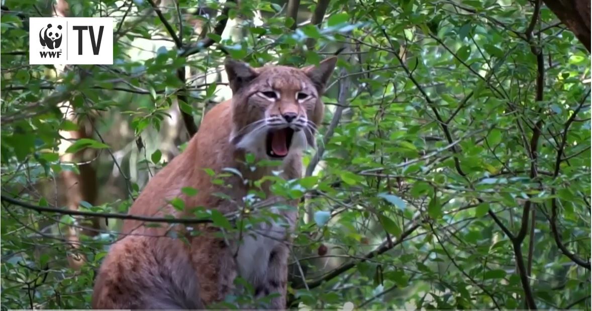 WWFSverige's tweet photo. Lodjur – våra svenska "leoparder" med tofsar på öronen. Följ WWF TV ut i Västmanlands skogar på hemma-hos-reportage hos lodjuren. WWFs Sandra Jönsson @SJB_neoofelis inventerar med Daniel Mallwitz @LstVastmanland. Kolla vad de får se i kameran! 
https://t.co/WHFiWuyegP
#lodjur https://t.co/mtTpPeEhjv