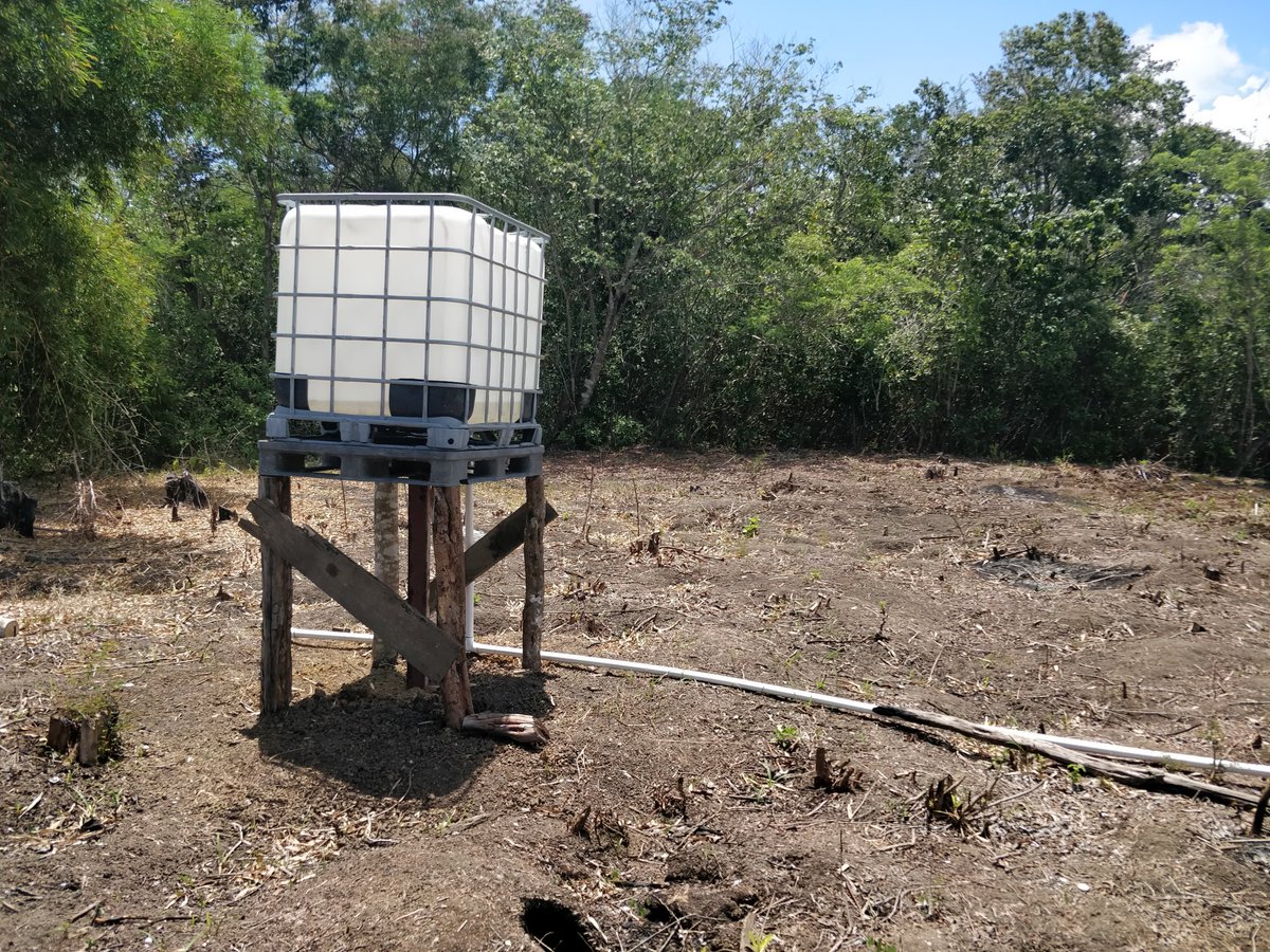 localspiceja's tweet photo. On location for another Local Farmer Setup. #supportlocalfarmer #localspice #Jamaica #StMary https://t.co/LfCsJReXCD