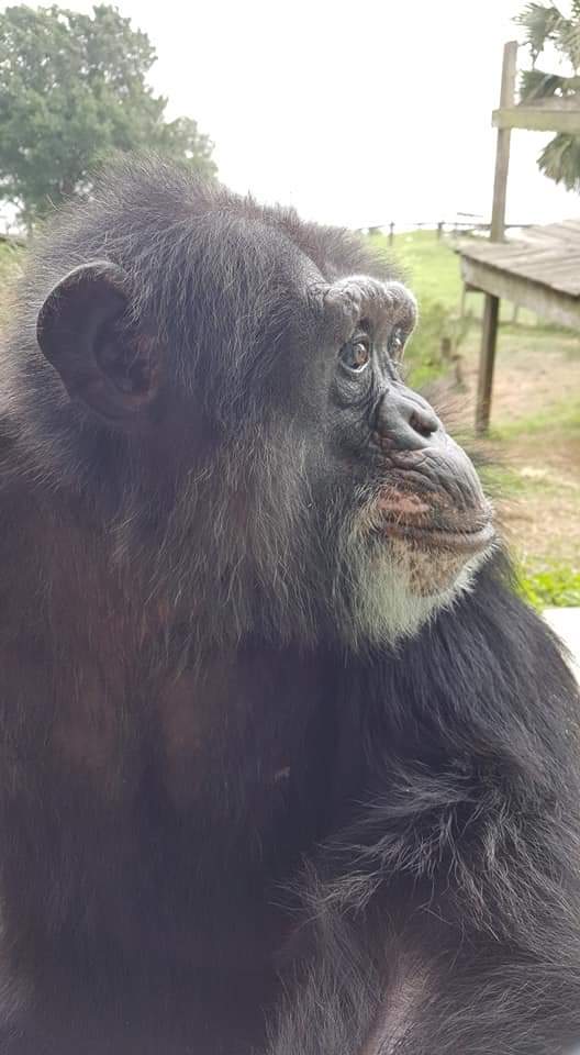 SaveTheChimps's tweet photo. Make sure you get my good side-Howie
#thursdaymorning #chimpstaketwitter #savethechimps https://t.co/Mrq0dtEbxR