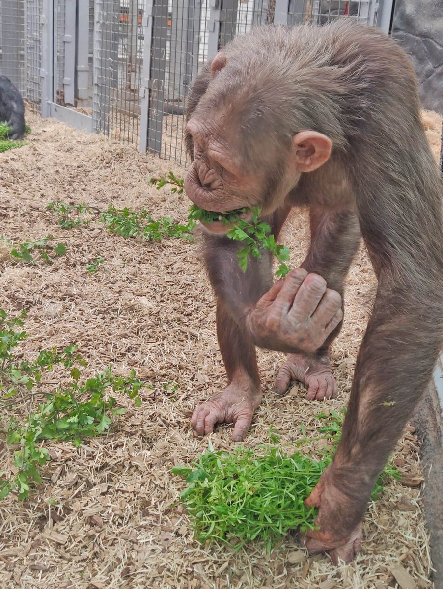 ColchesterZoo's tweet photo. There’s still time to check out our Keeper Takeover on our Instagram! Including seeing the chimps enjoy enrichment, finding out what they like to eat and saying ‘goodnight’ later on today! 💚 #KeeperTakeover #Instagram #Primates #ColchesterZoo https://t.co/sNCmuIYbLF