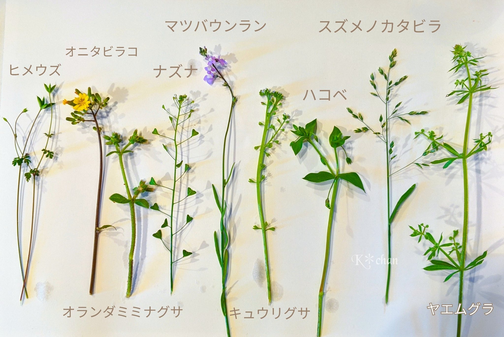 ｋ ちゃん ケロの草花図鑑 それぞれ可愛くって個性的 ヒメウズ オニタビラコ オランダミミナグサ ナズナ マツバウンラン キュウリグサ ハコベ スズメノカタビラ ヤエムグラ T Co 6uox3pwjtr Twitter