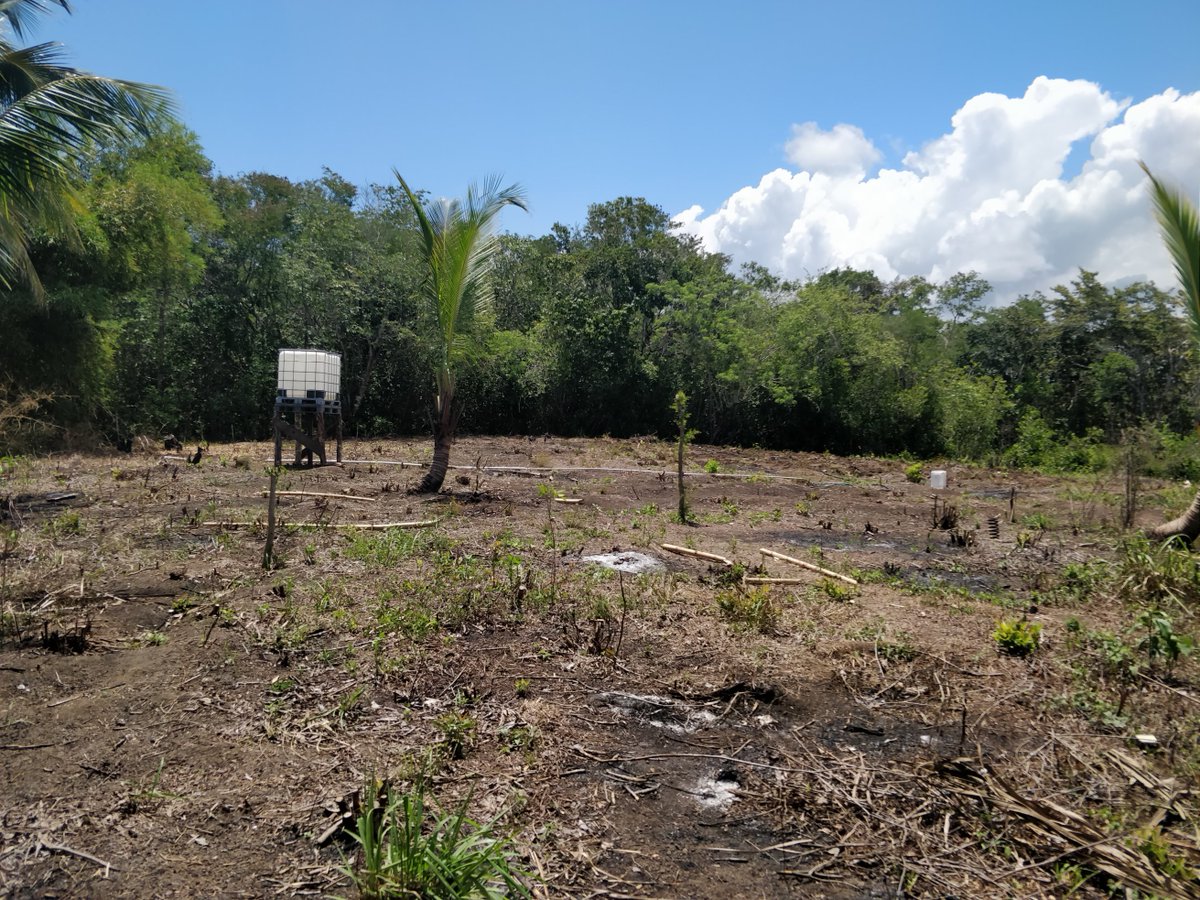 localspiceja's tweet photo. On location for another Local Farmer Setup. #supportlocalfarmer #localspice #Jamaica #StMary https://t.co/LfCsJReXCD