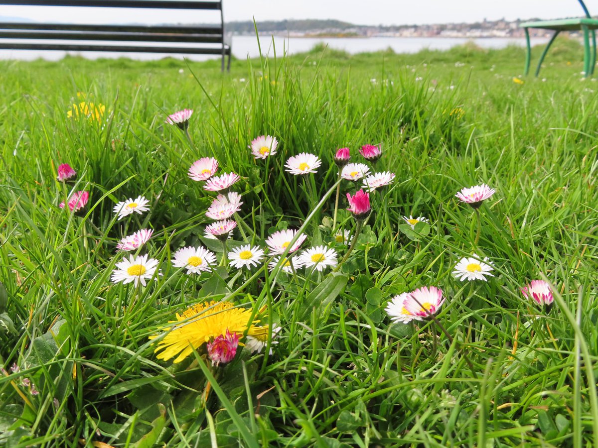 C_Beecology's tweet photo. @North_Ayrshire please relax grass cutting permanently! 😃 The carpet of “weeds” at Kames Bay, Millport, looks lovely and is teeming with bees, butterflies and other insects 🐝🦋🐞🐜🌼 https://t.co/Oge8nFxjLk