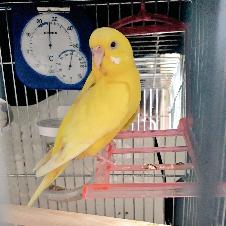 黄色いインコ Twitter Search 黄色いインコ Twitter Search