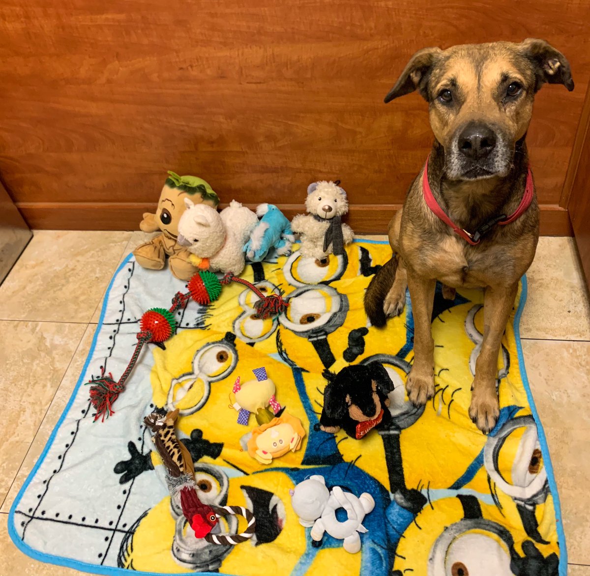 melissa_diaaz's tweet image. So my manager and I took it upon ourselves to give Rex a photo shoot in hopes of getting him adopted. He’s the most gentle giant EVER. Someone please adopt him, he’s been at my job in a cage for too long. Please share 🥺 (no adoption fee)