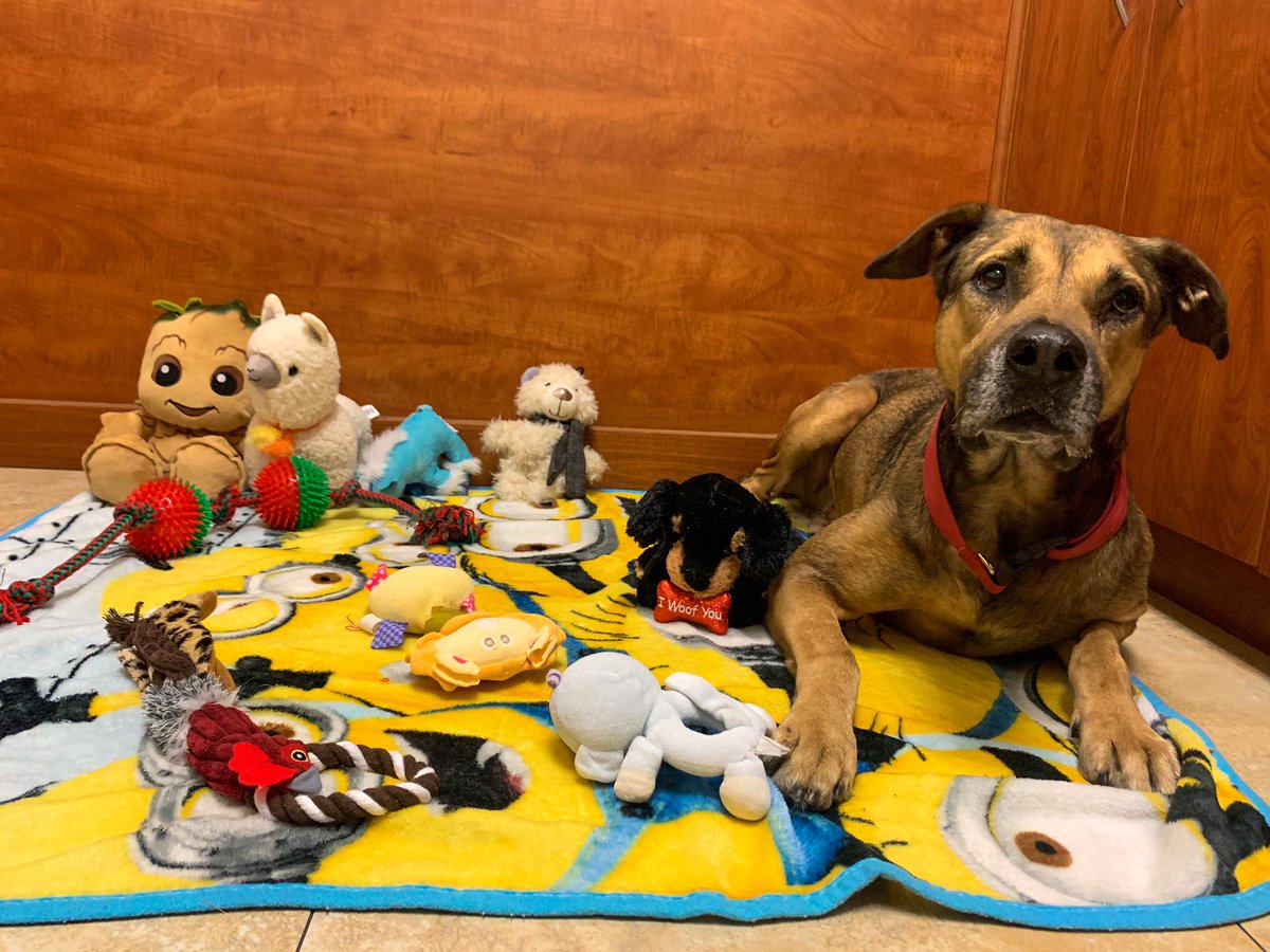 melissa_diaaz's tweet image. So my manager and I took it upon ourselves to give Rex a photo shoot in hopes of getting him adopted. He’s the most gentle giant EVER. Someone please adopt him, he’s been at my job in a cage for too long. Please share 🥺 (no adoption fee)