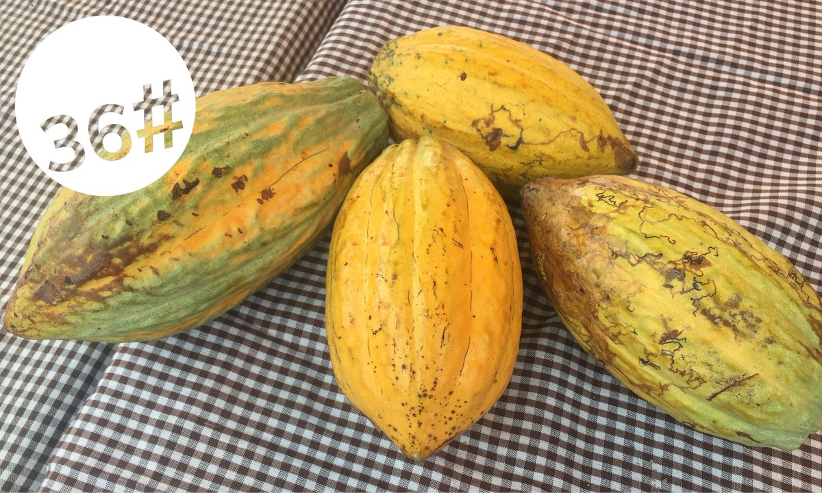 my36chocolates's tweet photo. You will be surprised how rich #Nigeria is in raw materials. This is locally grown and harvested. You already know is there is no chocolate with cocoa right? 
#nigerianchocolate
#premiumchocolate
#my36chocolates https://t.co/4M54gcLElk