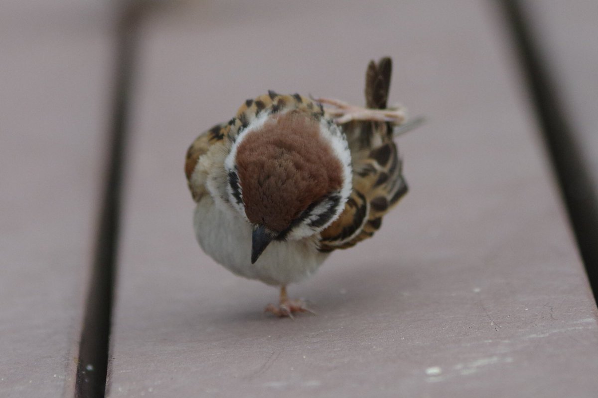 スズメ体操
足のストレッチだよ
#雀 #スズメ #すずめ #sparrow #鳥 #小鳥 #野鳥 #bird https://t.co/BGBAGAcw4O