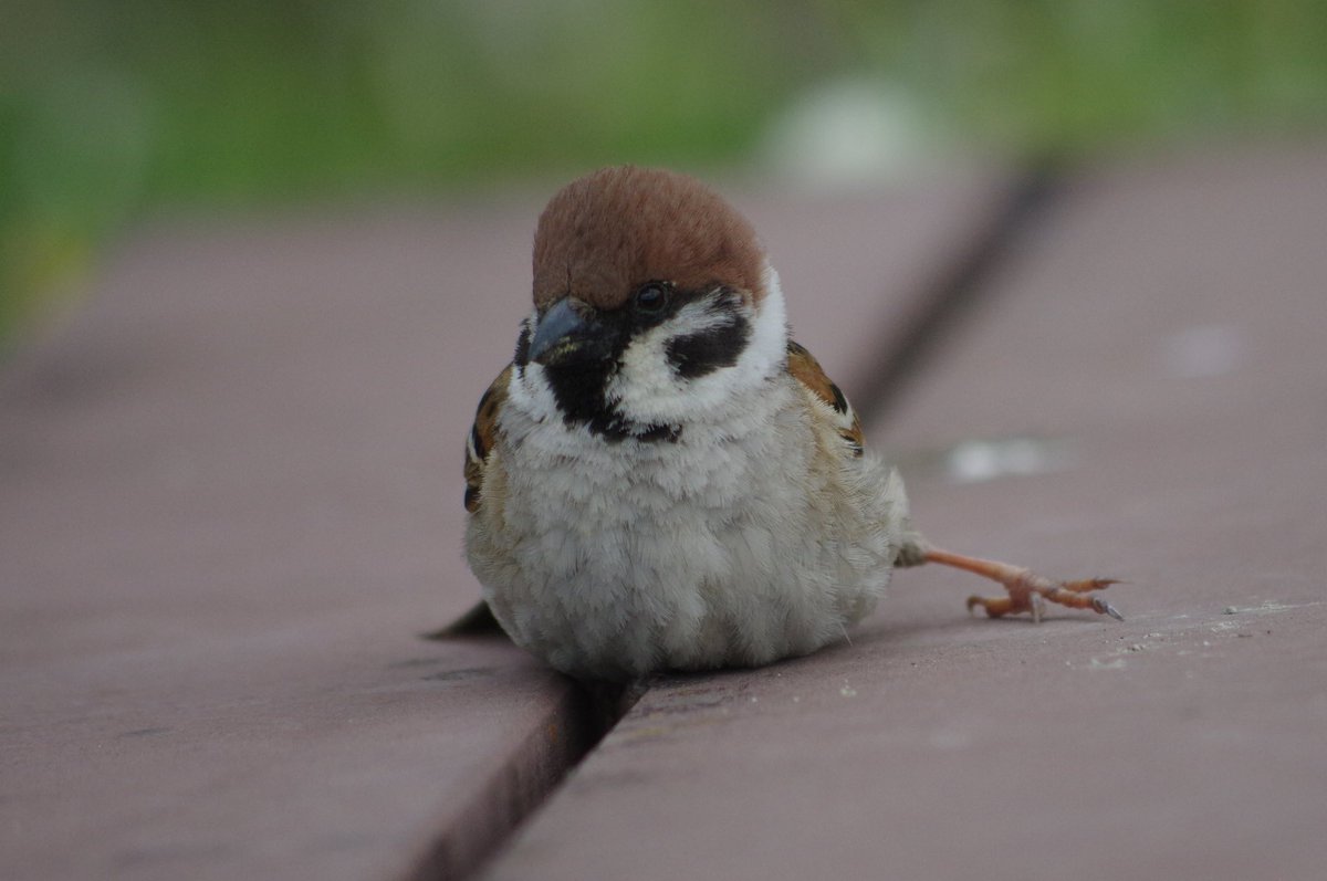 スズメ体操
足のストレッチだよ
#雀 #スズメ #すずめ #sparrow #鳥 #小鳥 #野鳥 #bird https://t.co/BGBAGAcw4O