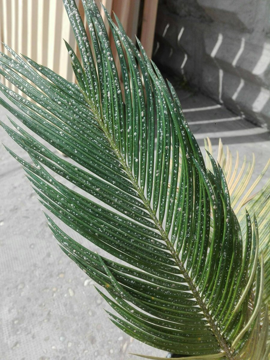 bk_l08's tweet photo. #partone of rescuing this brutally infected sago palm 😷

after isolation, and removing ~80% of the slace insects by hand  with  the help of soapy water, it was sprayed and watered by Mospilan. 

#houseplant #insects #scaleinsect #mospilan #aphicide #cycas #sagopalm #plantrescue https://t.co/sFpYJ8vE4P