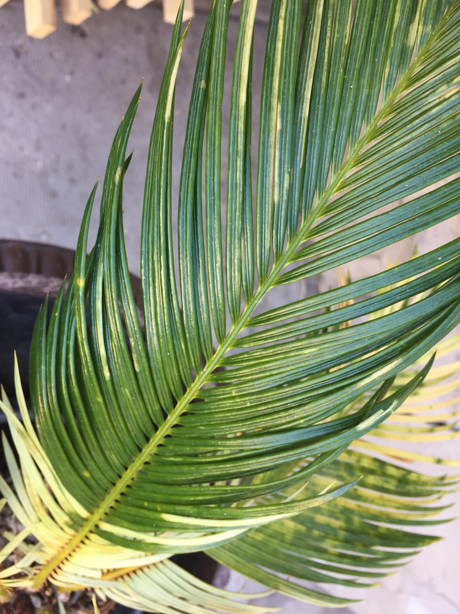 bk_l08's tweet photo. #partone of rescuing this brutally infected sago palm 😷

after isolation, and removing ~80% of the slace insects by hand  with  the help of soapy water, it was sprayed and watered by Mospilan. 

#houseplant #insects #scaleinsect #mospilan #aphicide #cycas #sagopalm #plantrescue https://t.co/sFpYJ8vE4P