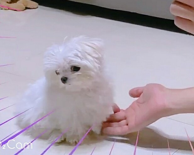 พี่โหดคนเดิมรักน้องกันสุดหัวใจ ft.ENHYPEN tweet media