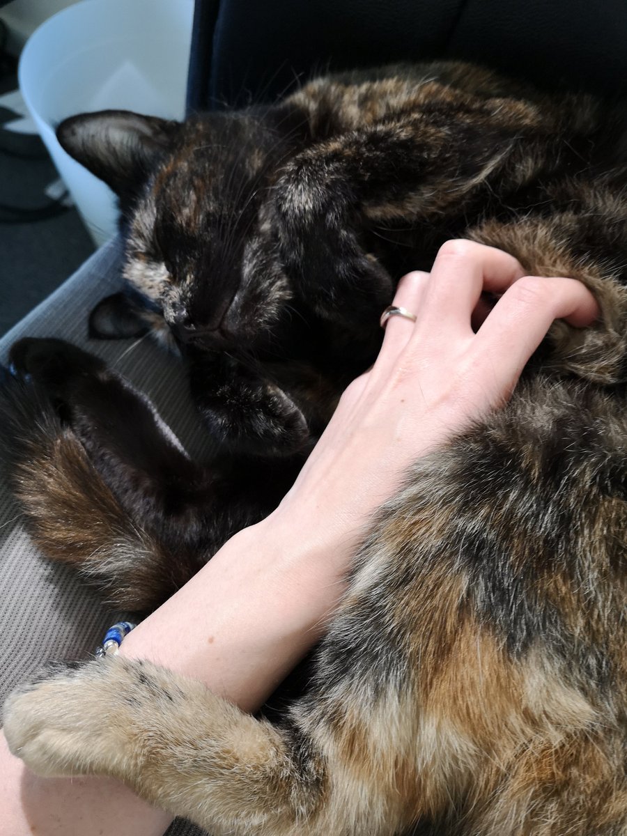 SevcGIS's tweet photo. Found someone on my spot after lunch break. Between this little one and the gorgeous weather outside, it is hard to get back to work
#CatsOfTheQuarantine #WFH #BGSFromHome https://t.co/OG6pv9LllI
