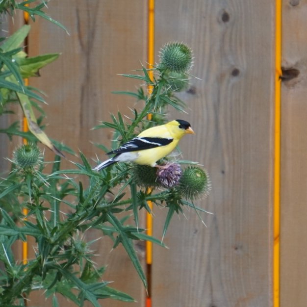 We had less birds today than usual on our #BreakfastBirdwatch, but we starting to see the return of many birds with spring migration starting. The American goldfinches are also gaining back their colour, which they lose for most of the summer.