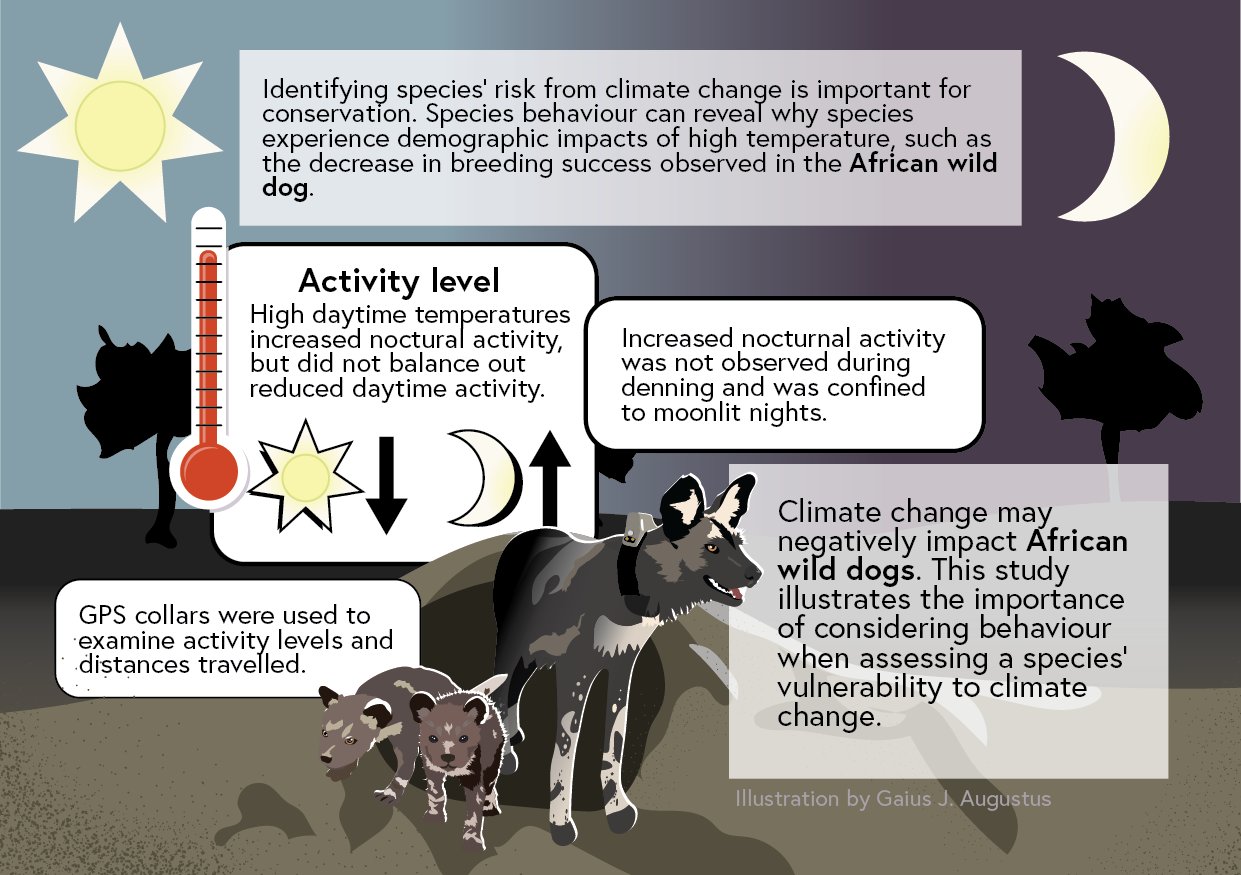 Why Are Dogs Active At Night