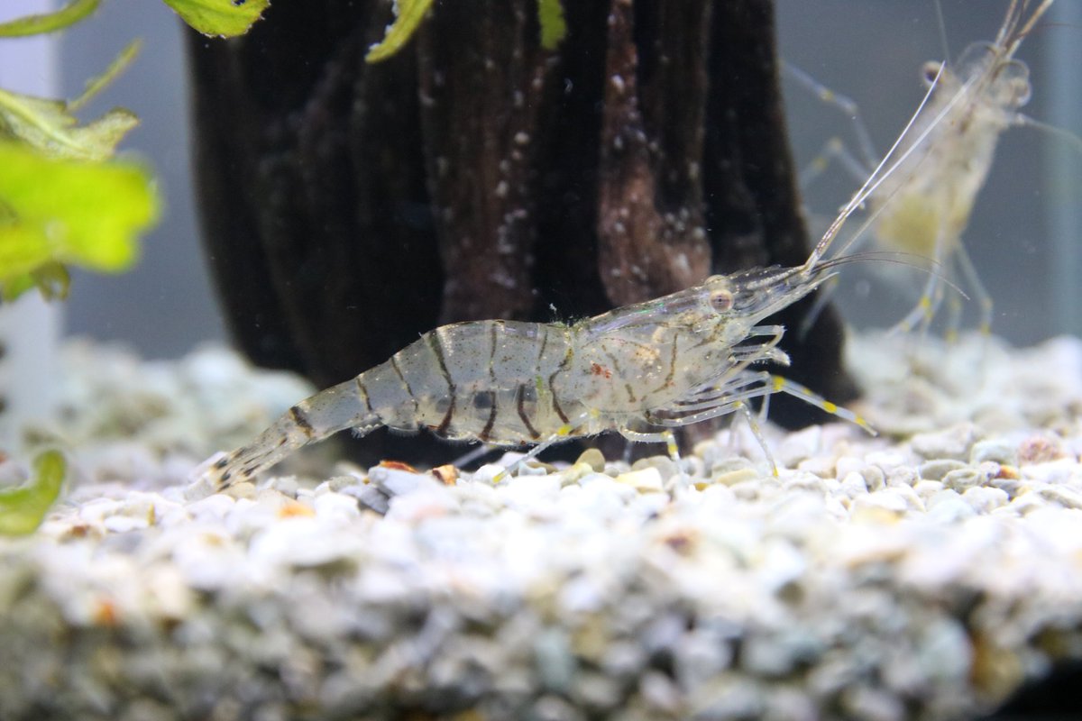 ট ইট র カフェ モカ 今日初めて餌食べてくれた スジエビ