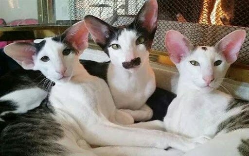 Кот грузин порода ориентал. Коты ориенталы грузины. Кот грузин порода ориентал. Коты грузины как называется. Кот грузин порода ориентал.