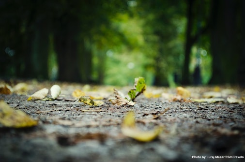 #ArborDay is tomorrow!🌲While out on your #LeafWalk2020, take a pic of a tree &amp; post it to social media. If you tag <a href="/arborday/">Arbor Day Foundation</a> &amp; use hashtag #ArborDayAtHome, two trees will be planted! Details: celebratearborday.com 
Our 🍃 activity: bit.ly/3cIqTCb #SubaruLovesLearning