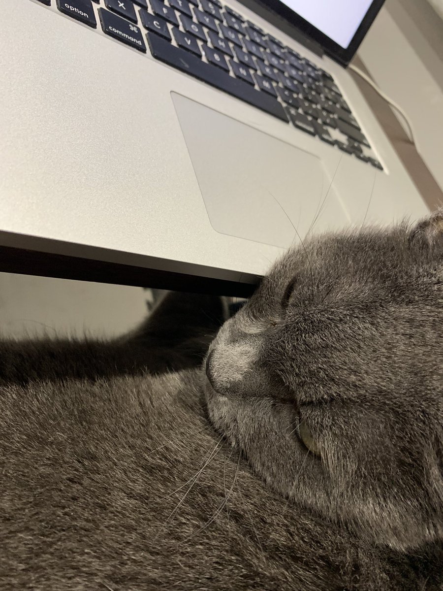 smydrke's tweet photo. どこで作業してても追いかけてきてくれる。。
今日も安定の在宅ワーク🐈w
#癒し猫 https://t.co/EsNkMWPatQ