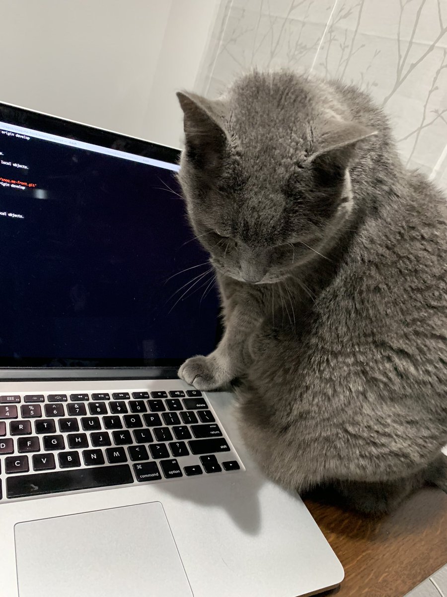 smydrke's tweet photo. どこで作業してても追いかけてきてくれる。。
今日も安定の在宅ワーク🐈w
#癒し猫 https://t.co/EsNkMWPatQ