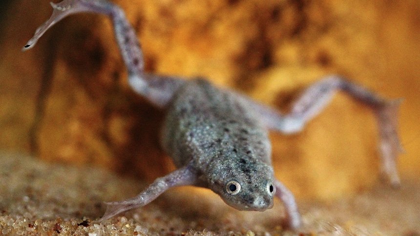 birdoctor's tweet photo. Im low-key becoming a African Dwarf Frog and I'm not doing anything to interrupt the process. https://t.co/2cp07bYMHa