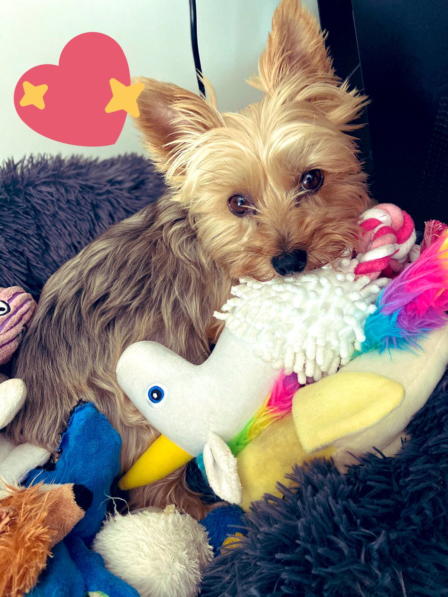 LozzieUnicorn16's tweet photo. Grade papers or play with Buffy? looks like Iβm going to be rolling around on the floor with a unicorn (how can you resist this face!) πΎ #cutiepie #ilovemydog #playtime #gradingcanwait #teacherproblems #toomanytoys https://t.co/2nY3vjVusZ