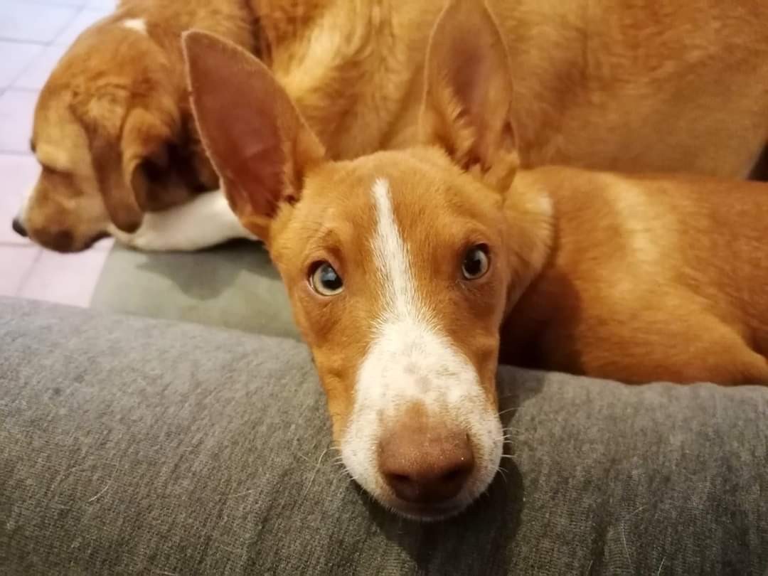 SE NECESITA TRASLADO CÓRDOBA-SEVILLA 🚗

ENZO está a una ciudad de conseguir hogar, pero tenemos problemas de compatibilidad horaria con el transporte. Necesitamos a alguien que viaje por cualquier motivo justificado y que quiera ser el puente hacia la felicidad de este pequeñín.