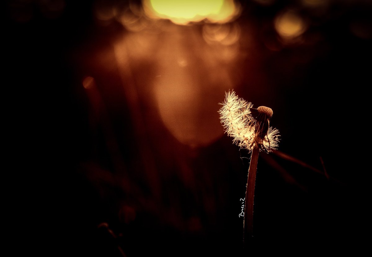 BreerzTim's tweet photo. One of the best moments to shoot #goldenhour #photography #nature #naturephotography #flower #PhotoOfTheDay https://t.co/N50beE5bnQ