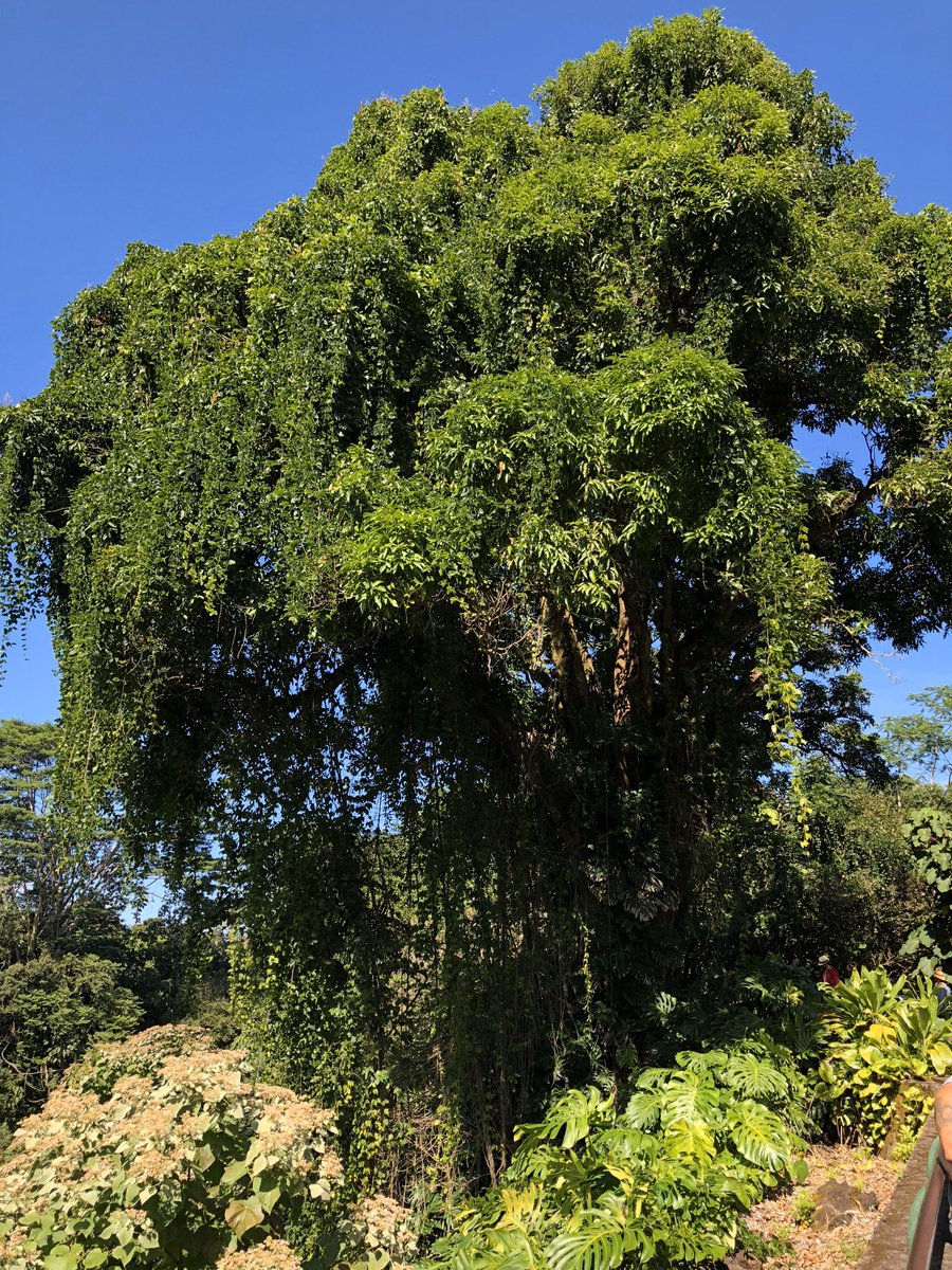 KalinaKastelov's tweet photo. @people #EarthDay2020 #ProtectThis📍Hawaii https://t.co/KMh8PWd1H0