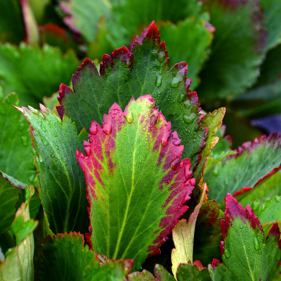 Flowers don't always have to be the star of the show. Many times what is desired is plants of intriguing texture, rich color, and fine fruit. Almost every color under the sun is represented in the foliage of our diverse collection.  #waysidegardens #flowers #blooms #spring