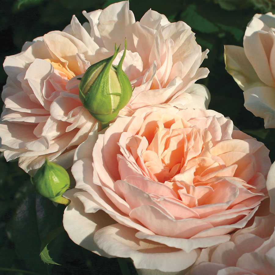Roses are some of the world’s most rewarding plants, but many of them can be susceptible to foliar diseases like rust, powdery mildew, and black spot.  Prevent these problems with disease resistant cultivars. #JacksonandPerkins #flowers #blooms