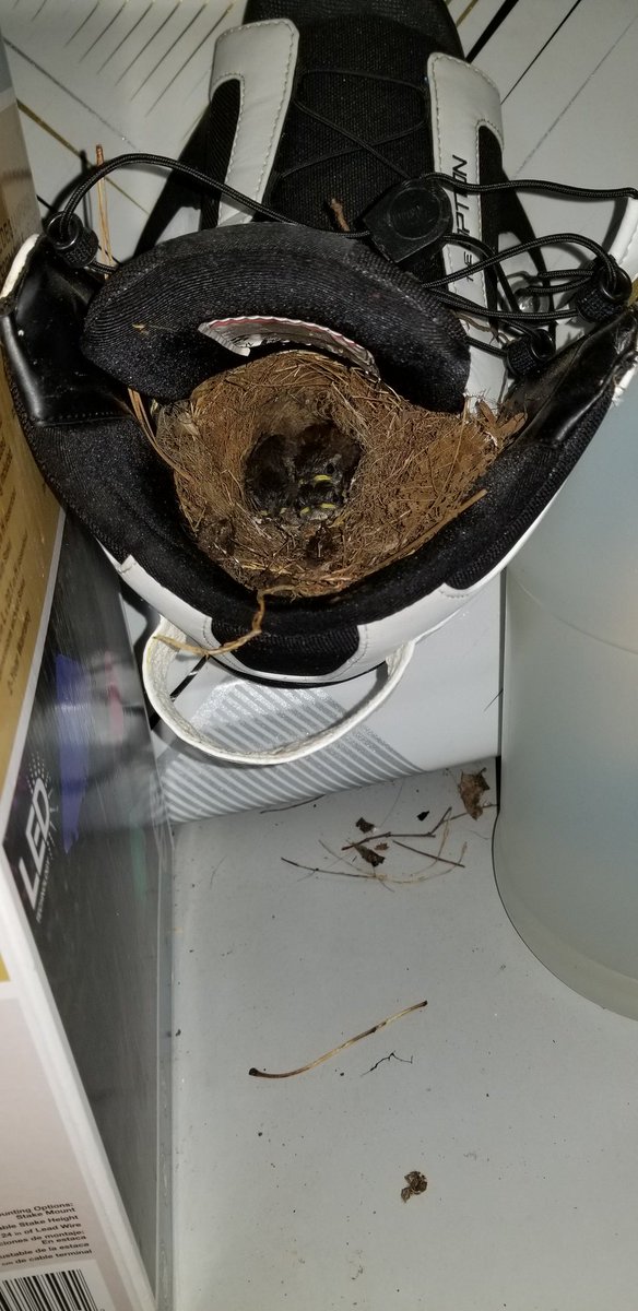 loveyb242's tweet photo. It seems I had pets all along! 3 baby birds living in a wake board boot in the garage! @RMSCounseling1 #bestyearever #rmsbulldogs #rmsdoesdigital #digitalspiritweek #youmatter #petsofrms https://t.co/uYZGniYF6f