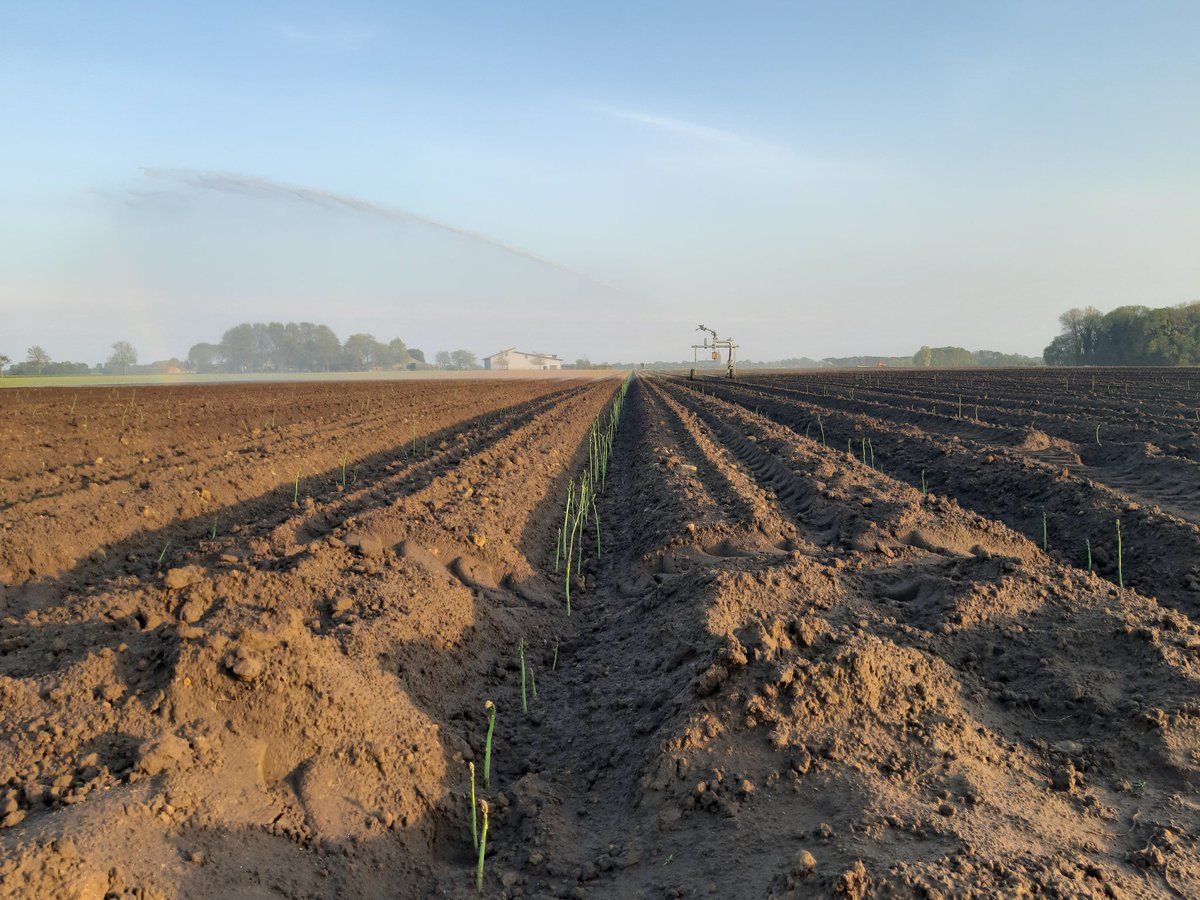 Druk met beregenen in asperges. Vorig jaar goed resultaten met beregenen over folie heen, dit jaar eerder gestart. Aanplant lust ook wat.