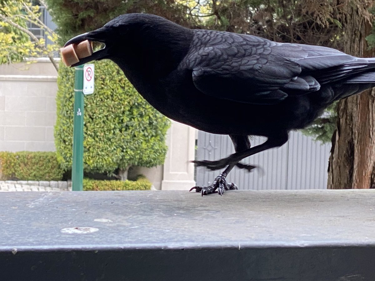 I’ve formed a friendship with a crow over the last weeks. We’ve been aware of each other for months, however. Usually I give it off-cut meat. Today he’s getting wieners rejected by my children. It’s this thing we do together.