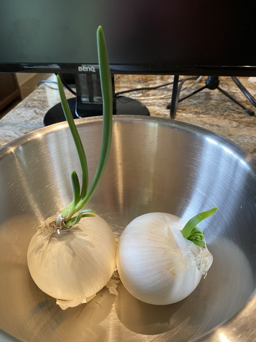 Jessica Blevins On Twitter Okay People My Onions From The Store Have Started Growing Green Sprouts This Is So Crazy I Looked At Planting A New Onion From An Existing One But