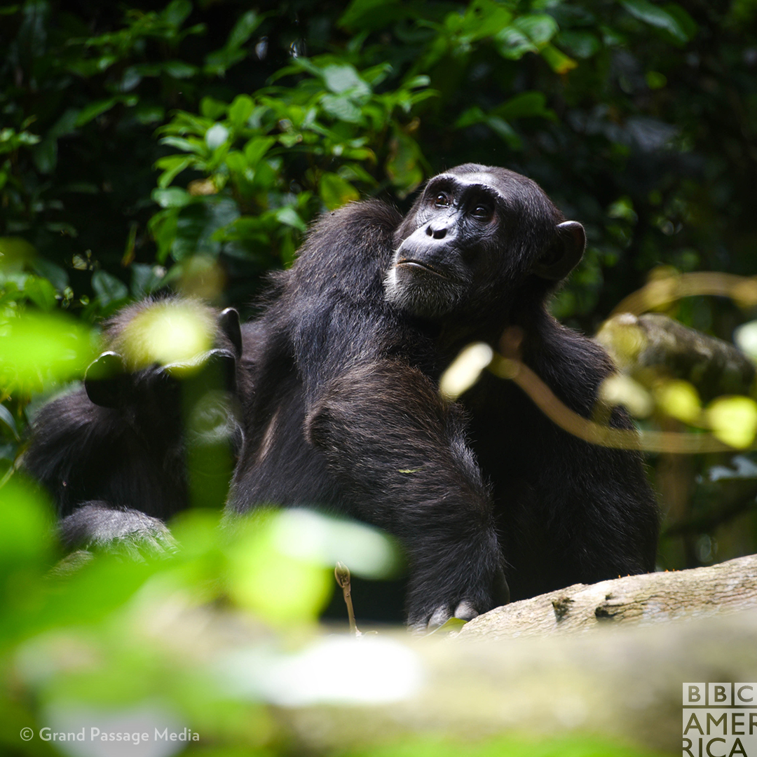 Jane Goodall was the first to discover that chimpanzees used tools in the 1960s. She was also one of the first to recognize personality in chimps, and to document their relationships.  #SheWalksWithApes