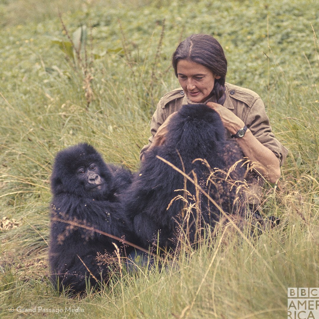 Dian Fossey was able to identify specific gorillas based on their 'nose prints'.  #SheWalksWithApes