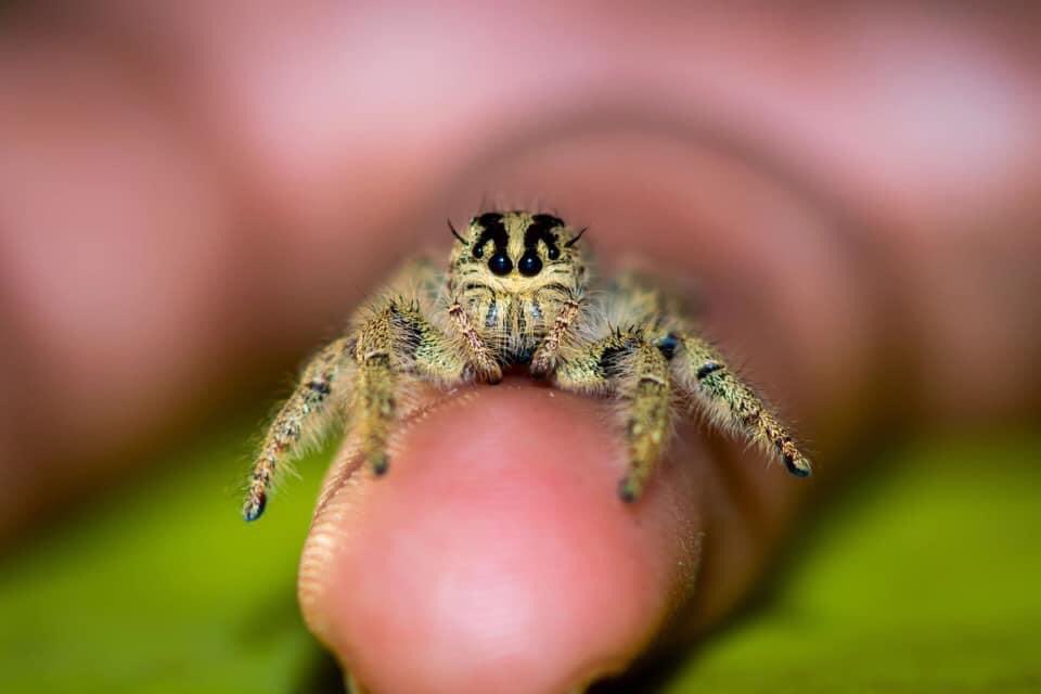 spiders_jumping's tweet photo. π·ππ·π
Hi everyone! We are happy to announce our Hyllus diardi babies emerging!!
These are one of the Largest species of Jumping Spider. We recommend having a little experience with Jumpers prior to the Hyllus.diardi
#Worldofphids
#Petstore
#Petjumpingspiders https://t.co/wSiy04hNYS