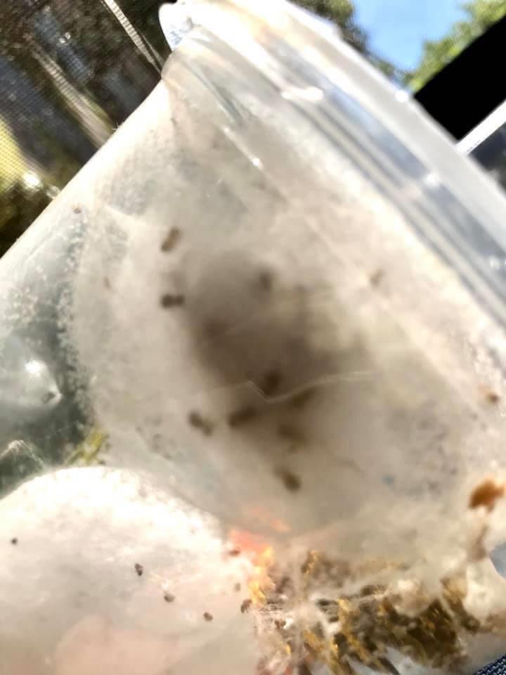 spiders_jumping's tweet photo. π·ππ·π
Hi everyone! We are happy to announce our Hyllus diardi babies emerging!!
These are one of the Largest species of Jumping Spider. We recommend having a little experience with Jumpers prior to the Hyllus.diardi
#Worldofphids
#Petstore
#Petjumpingspiders https://t.co/wSiy04hNYS