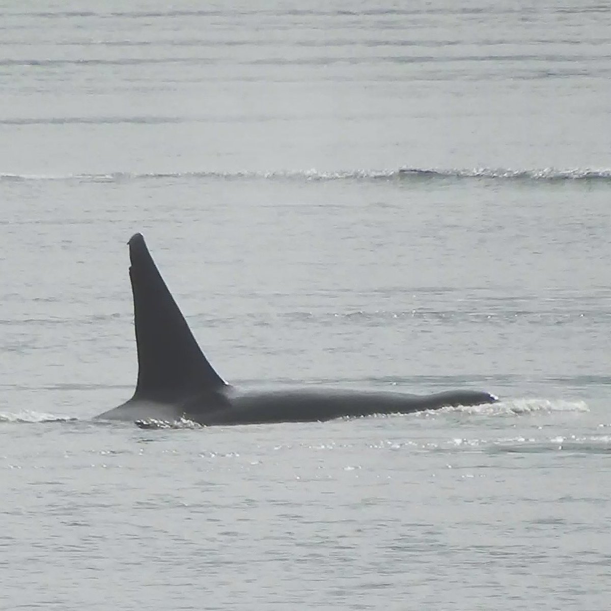 lostfrequency__'s tweet photo. Well it’s not everyday you get to meet the oldest male killer whale in the world. T087 (born 1962) with T124A2’s stopped by today! ✌🏻#salishsea #lostfrequency https://t.co/lOOXbreVVi