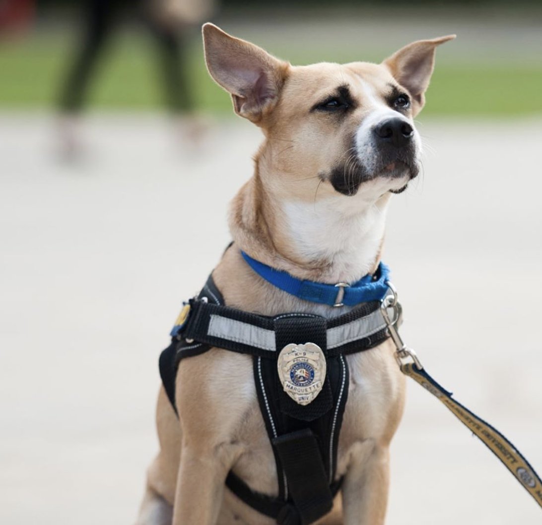 MarquetteU's tweet image. It's bittersweet to share that @MarquettePD Nattie is being adopted🐾

She will return to life as a pet with her new forever home 

She is a good girl and will always have a special place in our hearts 💙💛 

Follow her new adventures as CitizenNattie instagram.com/p/B_TKPMinbCY/