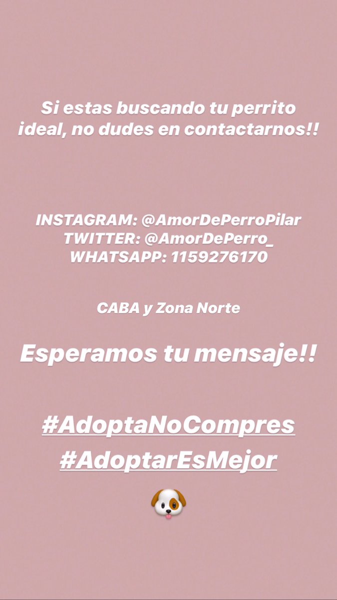Amor de Perro 🐶 tweet media