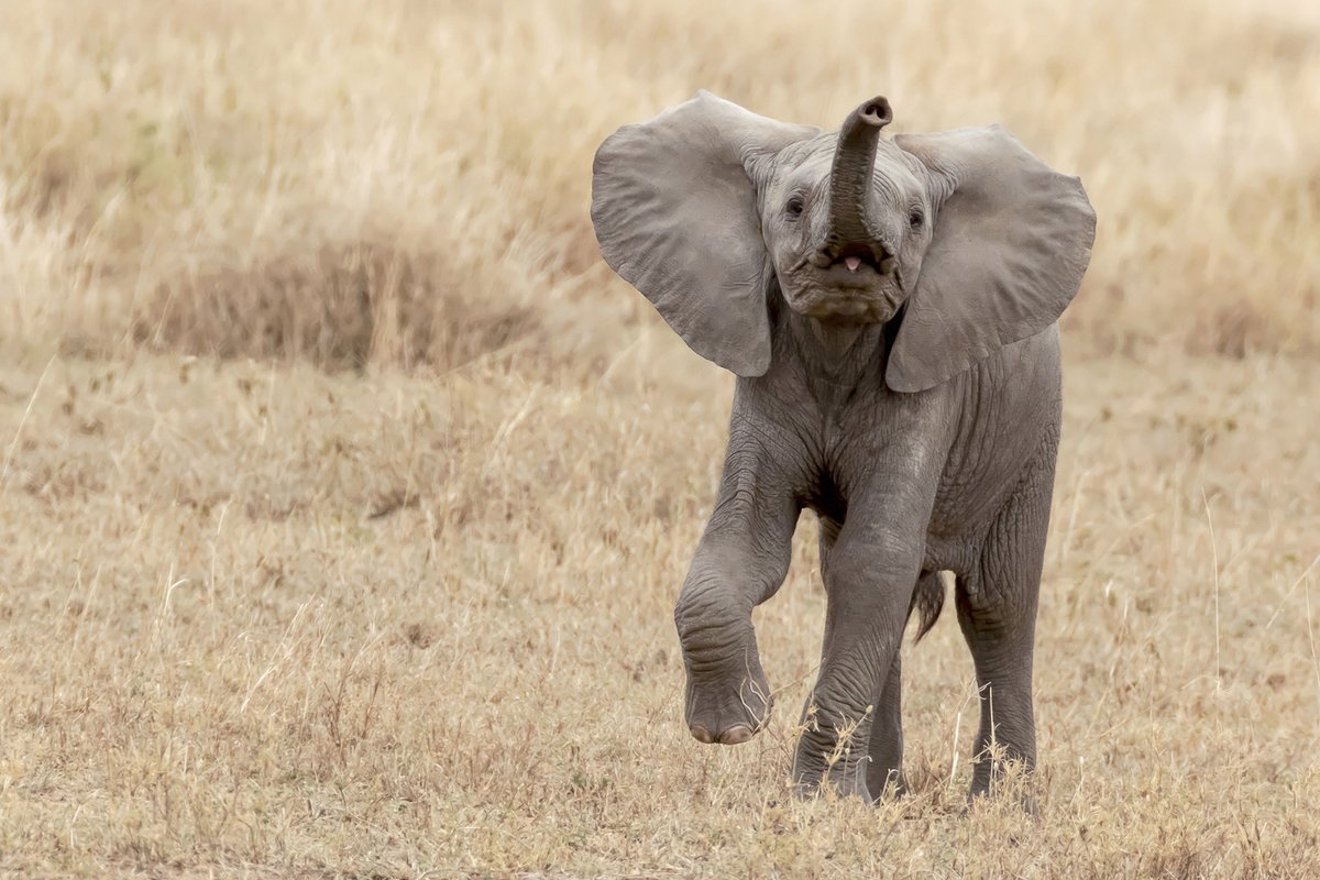 Nature_Colorado's tweet photo. From volcanoes to ivory poaching, from coral reefs to tree rings, here are seven nature documentaries available to stream right now➡️https://t.co/qIj67sOxHe
#CoolGreenScience https://t.co/CJcy5y2Ayy
